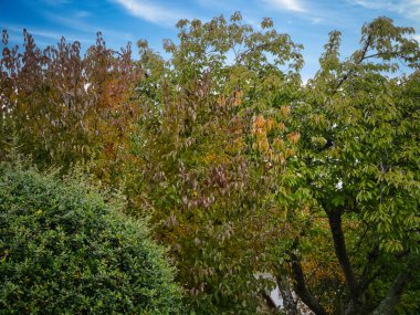 Parkta sonbahar renkleri