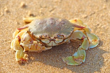 Kumda yengeç yüzüyor. Hint okyanusu