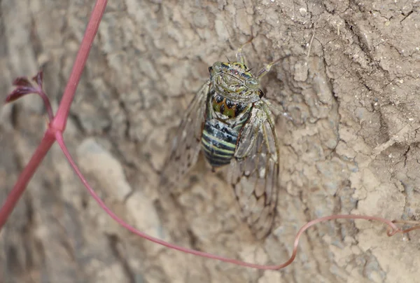 bir ağaç kabuğu üzerinde cicada. Hindistan 