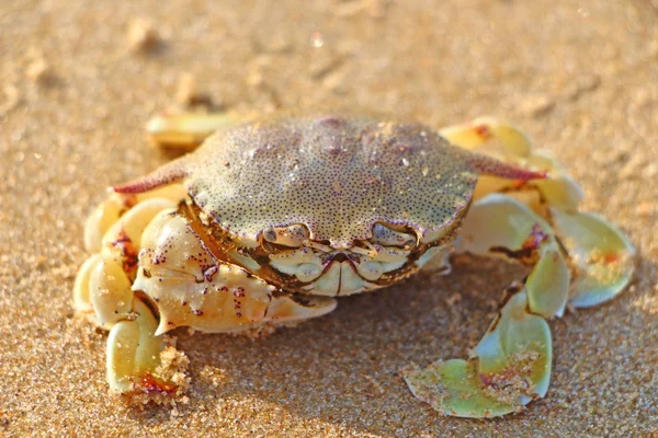 Kumda yengeç yüzüyor. Hint okyanusu