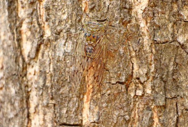 bir ağaç kabuğu üzerinde cicada. Hindistan 