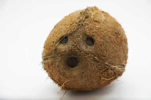 hindistan cevizi, gri arka plan