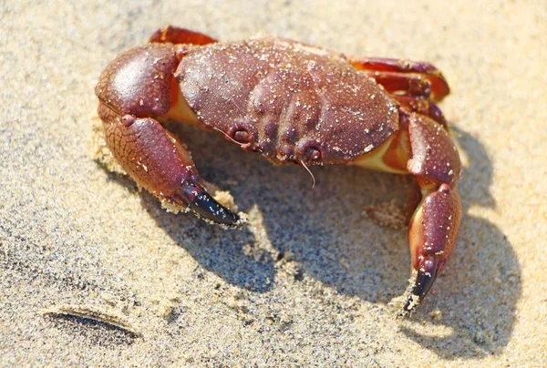Kırmızı yengeç, sarı kum, Güney Hindistan 