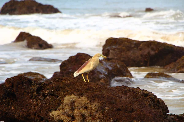 Indian Pond Heron. Hint Okyanusu