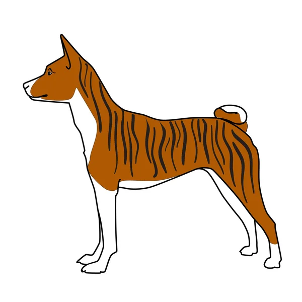 Brindle basenji perro de pie — Vector de stock