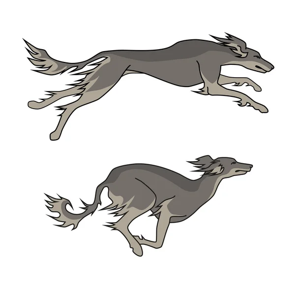 Löpande hund saluki rasen, två poser — Stock vektor