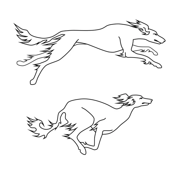 Çalışan köpekler saluki doğurmak, iki pozlar