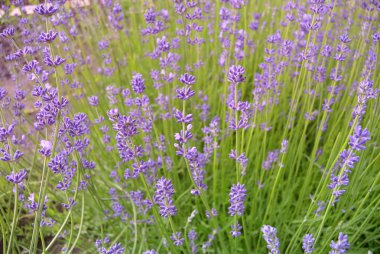 Lavanta Çiçekleri Arkaplanı