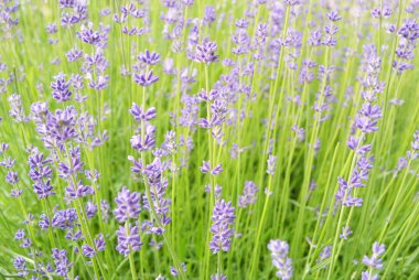 Lavanta Çiçekleri Arkaplanı