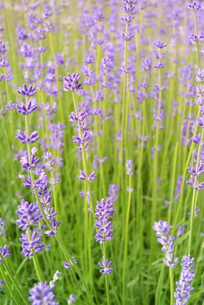 Flores de lavanda fundo — Fotografia de Stock