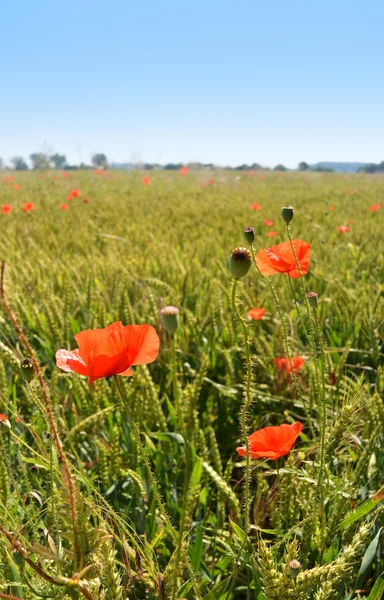 Kwiatami maku na zielonym polu w słoneczny dzień — Zdjęcie stockowe