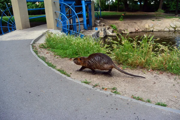 Cute wild coypu walk on the walkway in city park