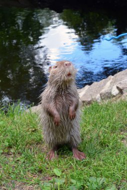 nehir üzerinde tüylü gri coypu duran