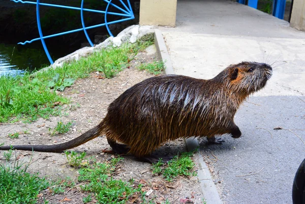 Cute wild coypu walk on the walkway in city park