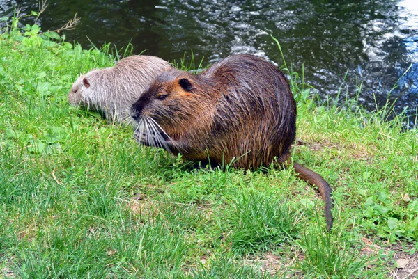 Dwa dziki nutria, jedzenie na riverside w parku miejskim — Zdjęcie stockowe