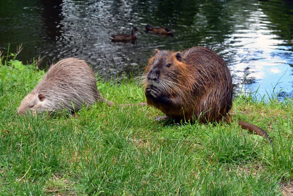 Dwa dziki nutria, jedzenie na riverside w parku miejskim — Zdjęcie stockowe