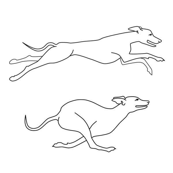 Lopende honden whippet ras, twee houdingen — Stockvector