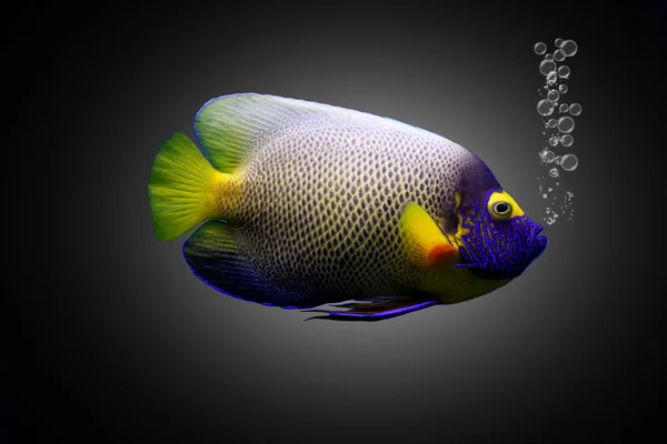 Sea small fish close — Stock Photo, Image