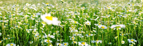 Wild chamomile flowers on a field on a sunny day. Shallow depth of field. Panorama. — Stock Photo, Image