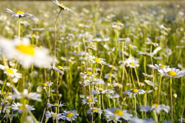 Güneşli bir günde tarlada papatya çiçeği. Yüzeyin derinliği. 