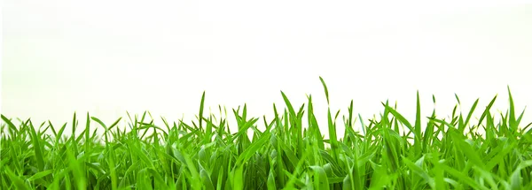 Grünes Gras isoliert auf weißem Hintergrund — Stockfoto