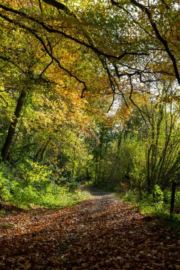 Bir sonbahar orman yürüyüşü. Ağaçlar ve doğa ile çevrili güzel yapraklı bir patika. Kırsal kesim, yürüyüş ve başıboş görüntü