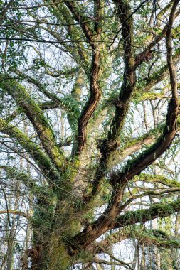 Sonbahar ve sonbahar ormanlık sahnesi. Dar bir ağaç kesimiyle. Orman. Doğa ve değişen mevsimler görüntüsü.