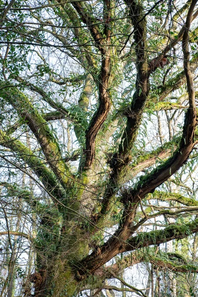 Sonbahar ve sonbahar ormanlık sahnesi. Dar bir ağaç kesimiyle. Orman. Doğa ve değişen mevsimler görüntüsü.