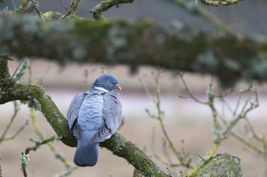 Bir ağaç güvercini dalda otururken kabardı. Kuş izleme ve kuşbilimi.
