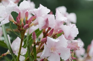 Yeşil yaprakların arasında pembe zakkum çiçekleri