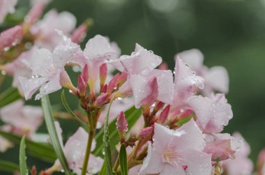 Yeşil yaprakların arasında pembe zakkum çiçekleri