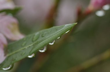 Yeşil yaprakların üzerinde yağmur damlaları var.