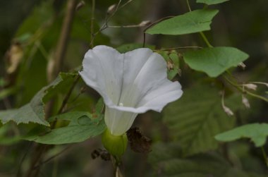 yeşil yaprakların arasında beyaz çiçek