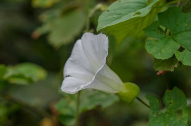 yeşil yaprakların arasında beyaz çiçek