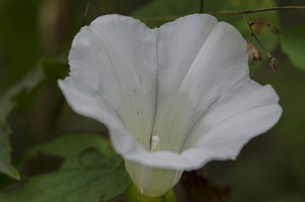 белый цветок среди зеленых листьев