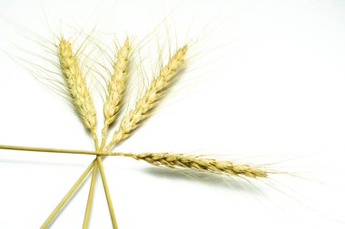 Beyaz arka planda buğday taneleri ve buğday kulakları