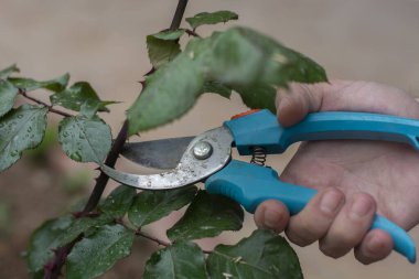 Bahçıvan, arka planda budama makası olan ağaçları buduyor..