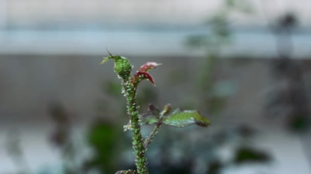 バラに感染した茎や葉に緑色のアブラムシのコロニー マクロクローズアップはまだ撮影 — ストック動画