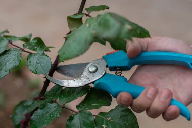 Bahçıvan, arka planda budama makası olan ağaçları buduyor..