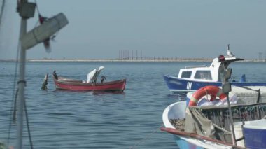 Balıkçı Teknelerinin Arasından Bir Teknede Pelikan