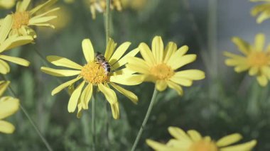 Sarı papatyalarla beslenen arı.
