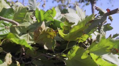 Mavi Gökyüzü Yeşil Yaprakların arasından Görüldü Rüzgarda Sallanıyor.