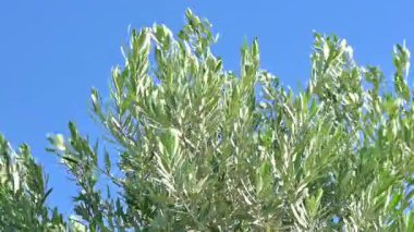 Rüzgarda sallanan koyu yeşil yapraklı bir zeytin ağacı..