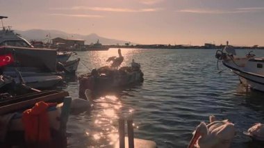 Pelikanlar Balıkçılık Limanı Görüntülerine Ara Veriyor.