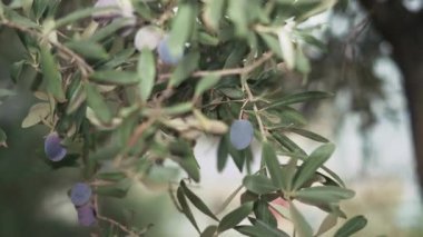 Öndeki zeytin ağacının dalında güzel yeşil zeytinler ve arka planda bir zeytin bahçesi..