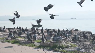 Deniz kenarındaki Taş Kale 'den beslenen Güvercin Sürüsü