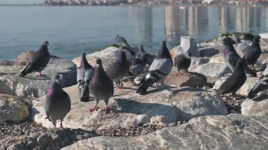 Kuşlar yer, hareket eder ve etkileşime girer. Arka plandaki şehir silueti ise yavaşça bulanık kalır ve sakin bir sokak yaşamı ve kıyı atmosferi yaratır. Şehir yaban hayatı kavramları, huzurlu anlar ve deniz kenarında günlük yaşam için idealdir..