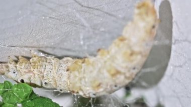 Büyüme, Yatırım ve Uzun Dönem Başarı Konsepti Olarak İpek Böceği Kozası Sürecinden İnşa