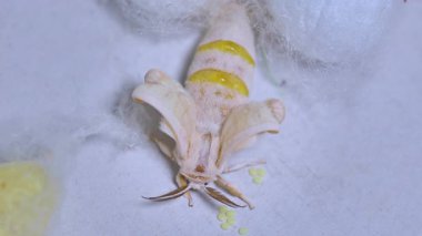 Koza 'dan çıkan ipek böceği güvesi, Böcek Dönüşümü Yakın