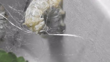 İpek Böceği Dönen İpek Koza İçinde, Makro Video